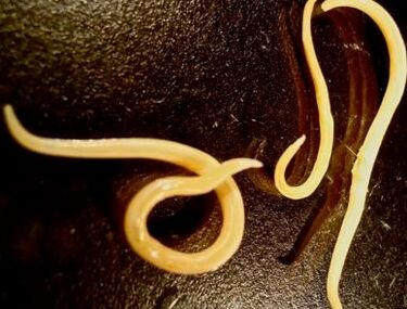 worm