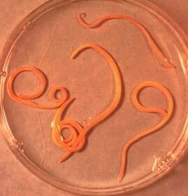 Parasites