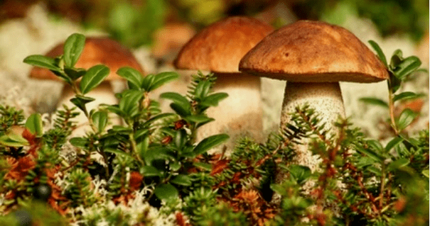 mushroom